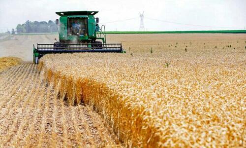 Analyst Warns World Has Just ‘Ten Weeks’ Of Wheat Supplies Left In Storage
